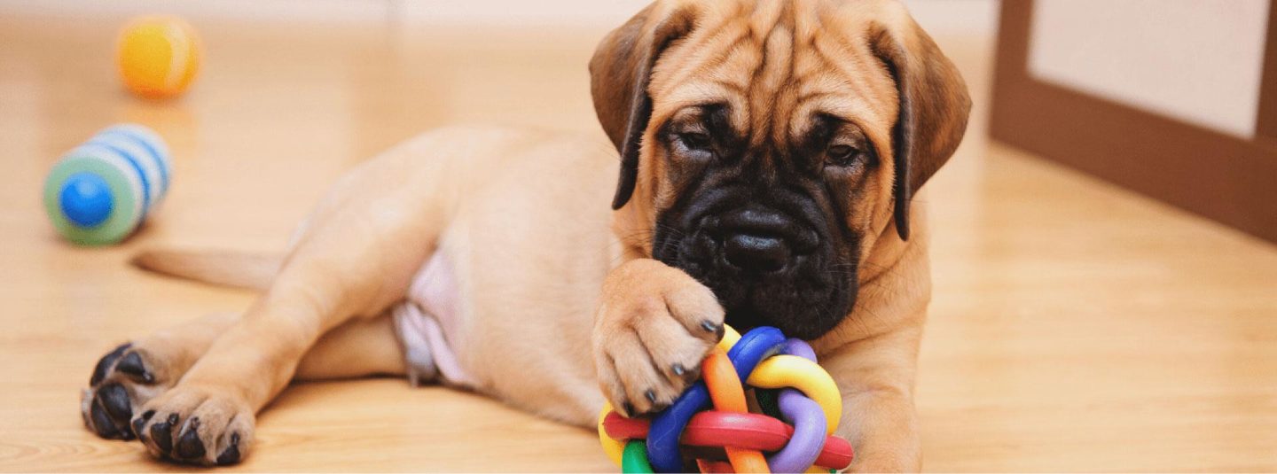 puppy with toy