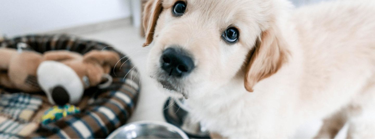 Golden Retriever Puppy