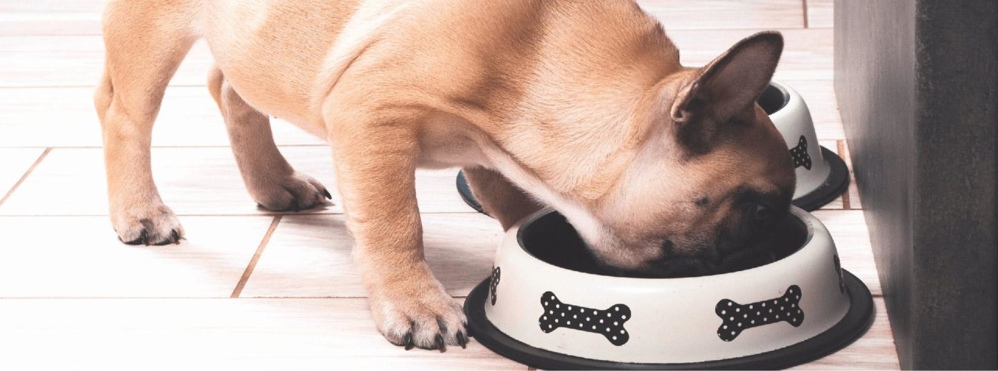 puppy eating food