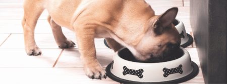 puppy eating food
