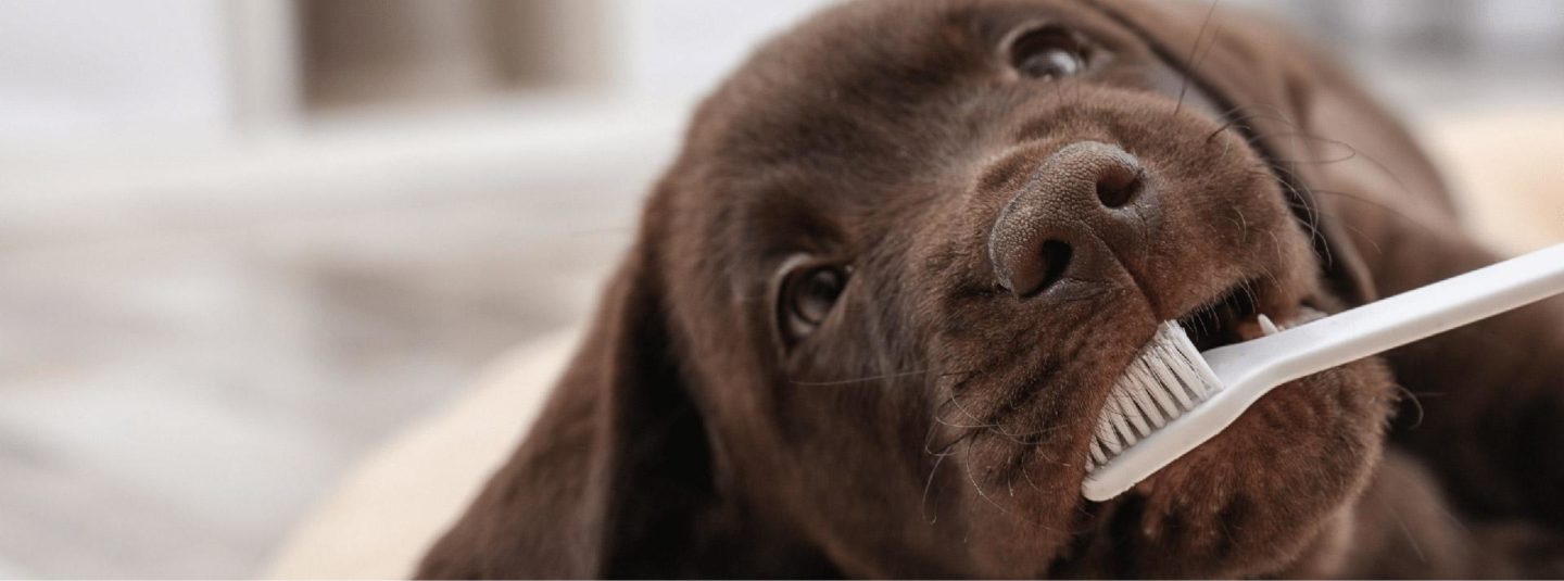 puppy getting teeth brushed