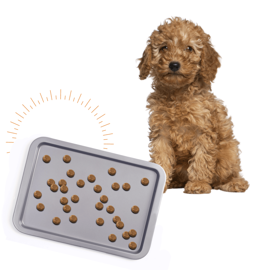 kibble on baking sheet