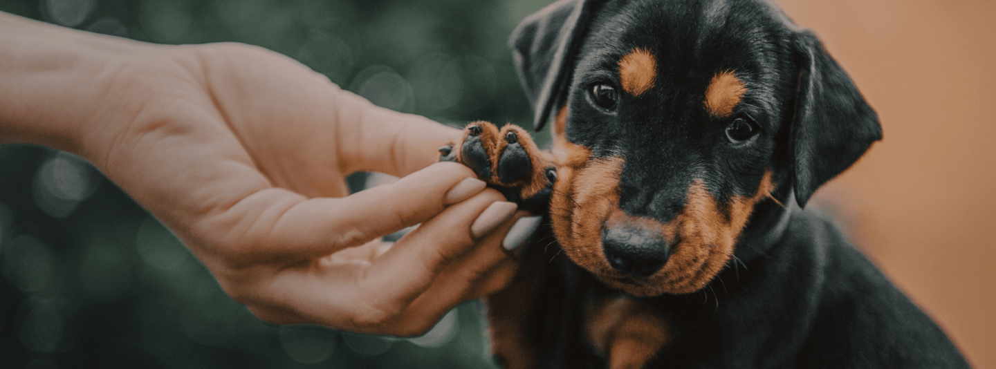 puppy getting nails trimmed