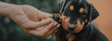 puppy getting nails trimmed