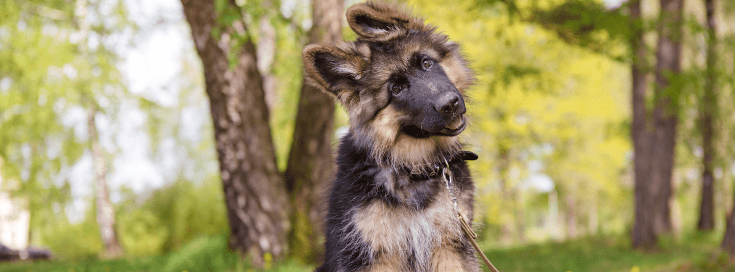 German Shepard Puppy