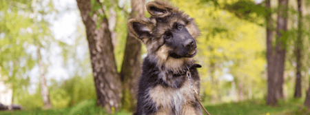 German Shepard Puppy