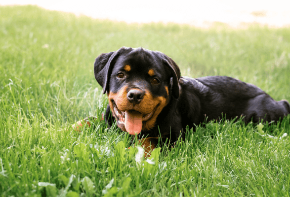 puppy laying in grass