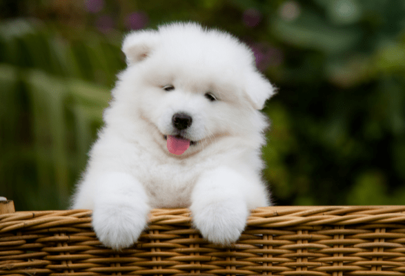puppy in basket