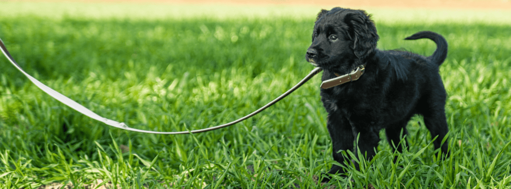 puppy on leash
