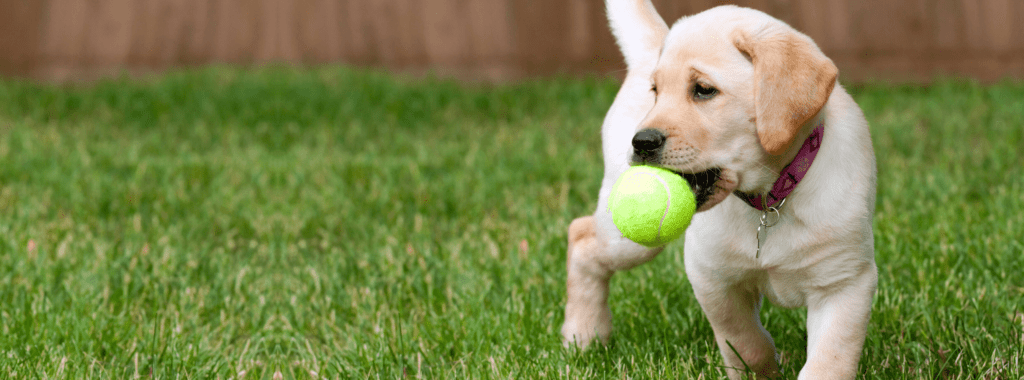puppy with tennis ball