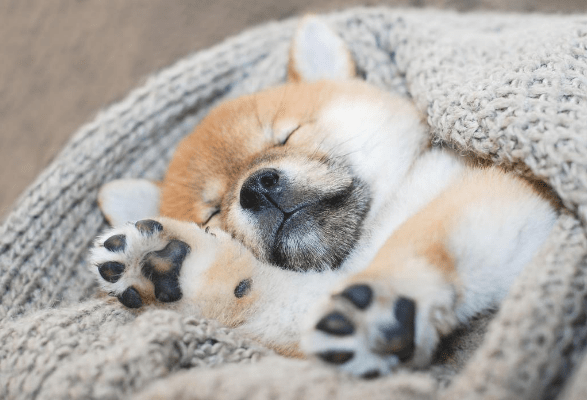 sleeping puppy