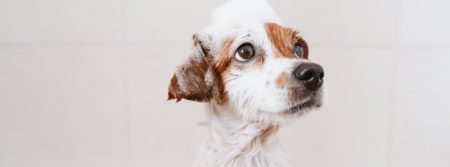 puppy with suds on head