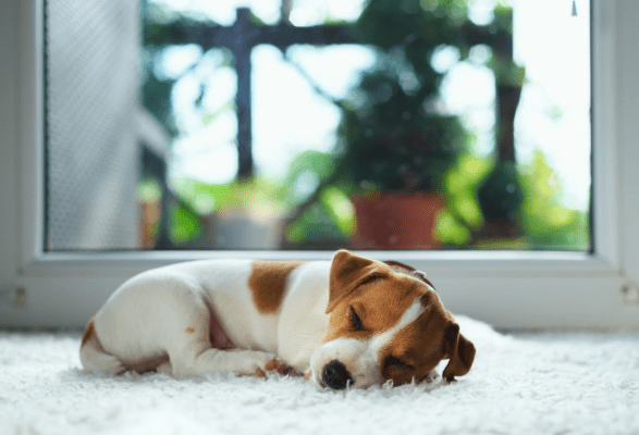 puppy sleeping