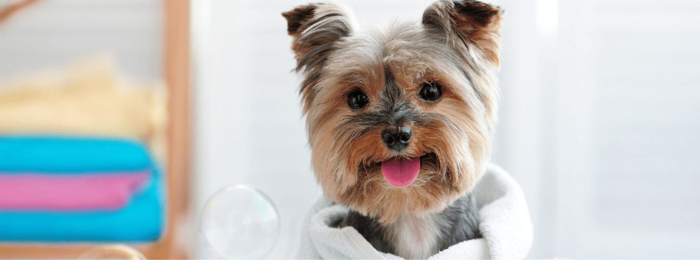 yorkie wrapped in towel