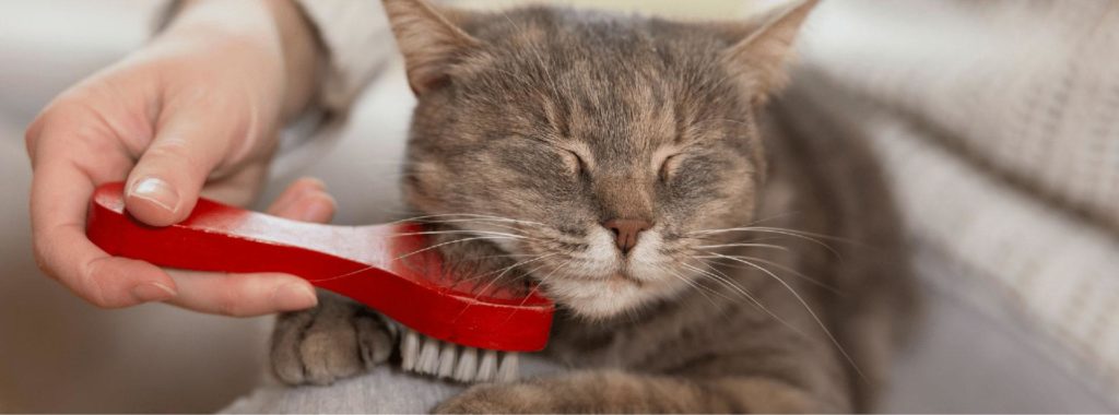 cat being brushed