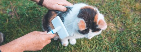 cat being brushed