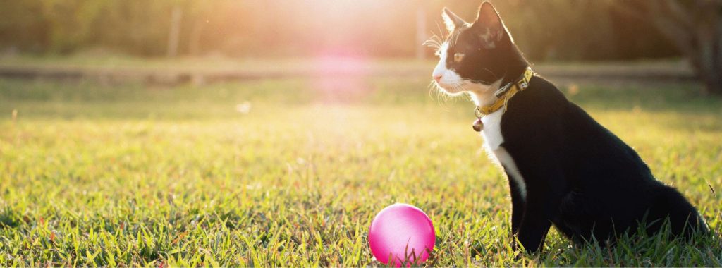 cat with ball