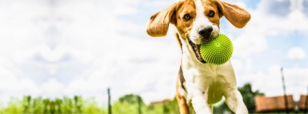 dog with ball