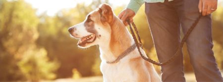 dog on leash