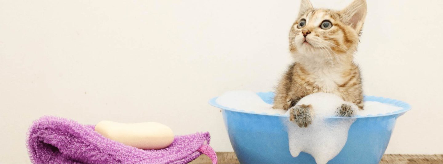 kitten in the bath