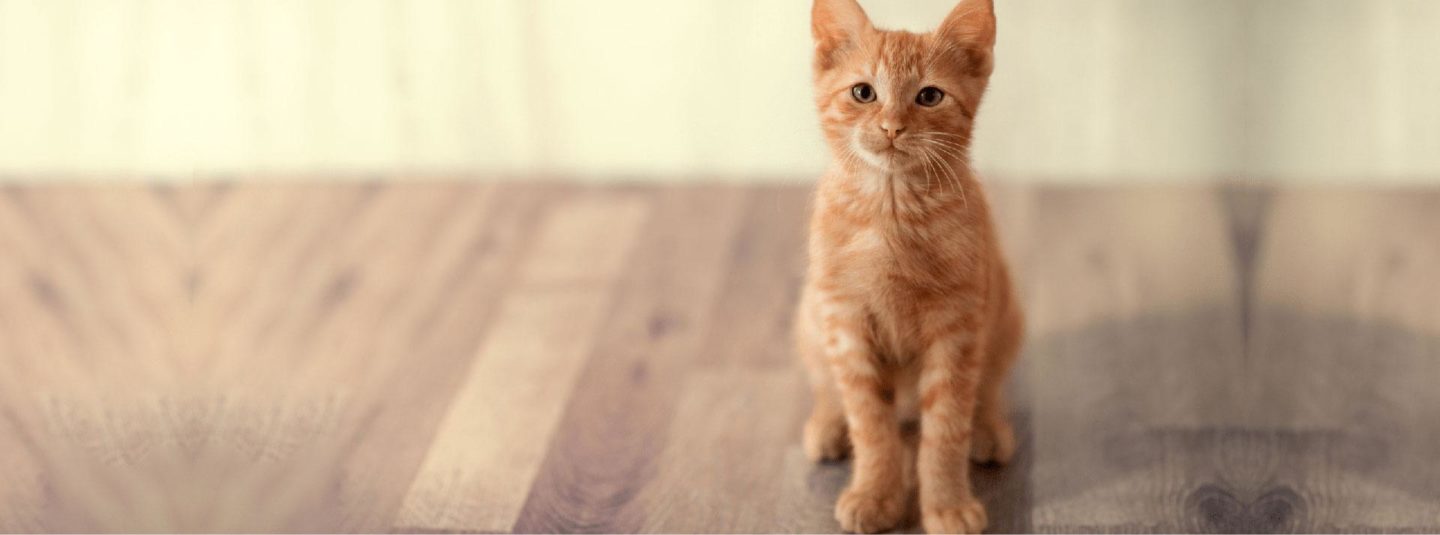 orange kitten