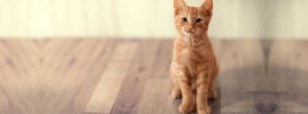 orange kitten