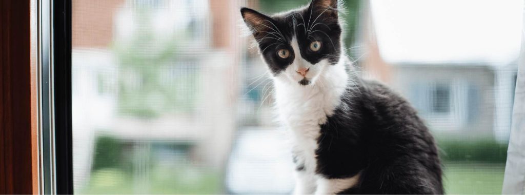 black and white kitten