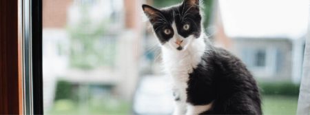 black and white kitten