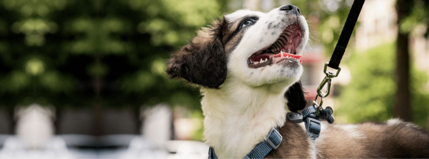 puppy on leash