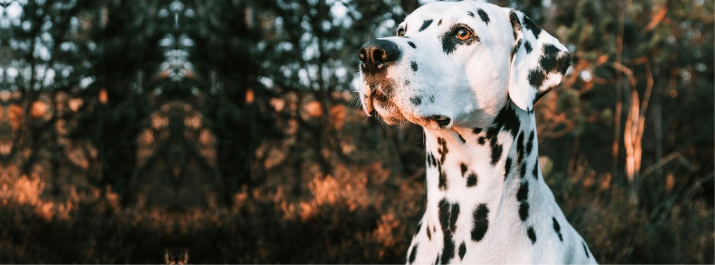 Dalmatian