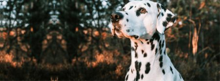 Dalmatian