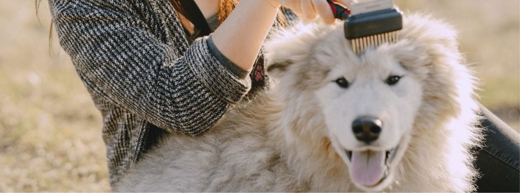 dog getting brushed