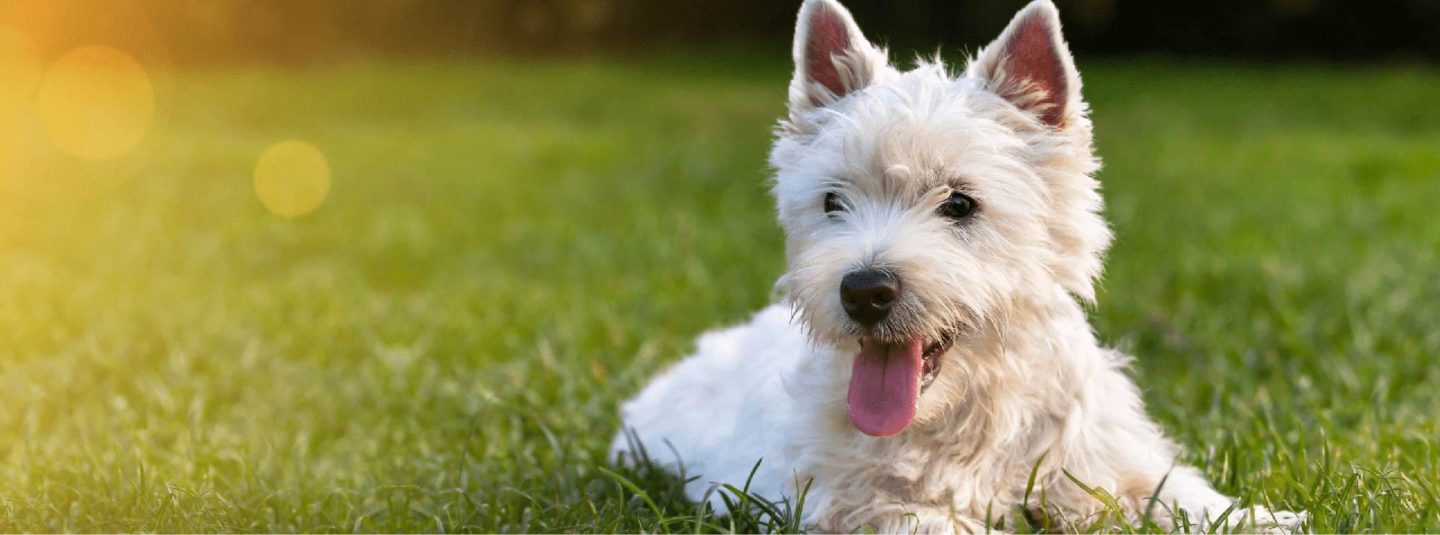 dog laying the grass