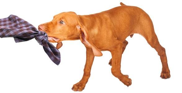 dog tugging on shirt