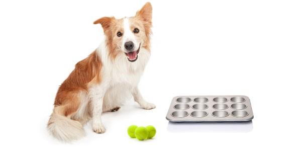 dog with muffin tin