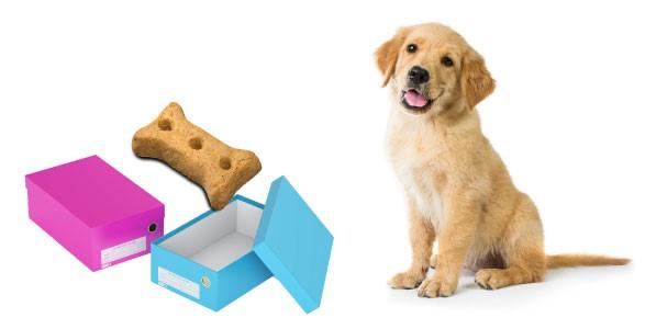 puppy with surprise box