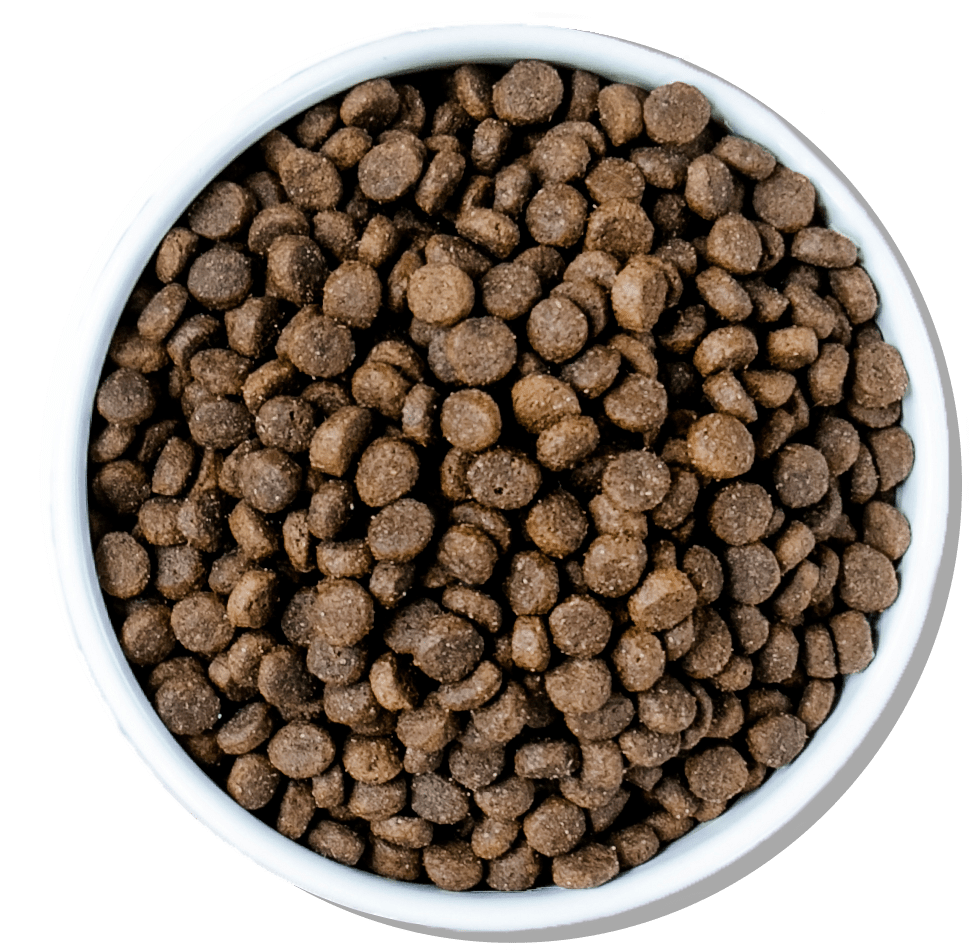 bowl of dog food