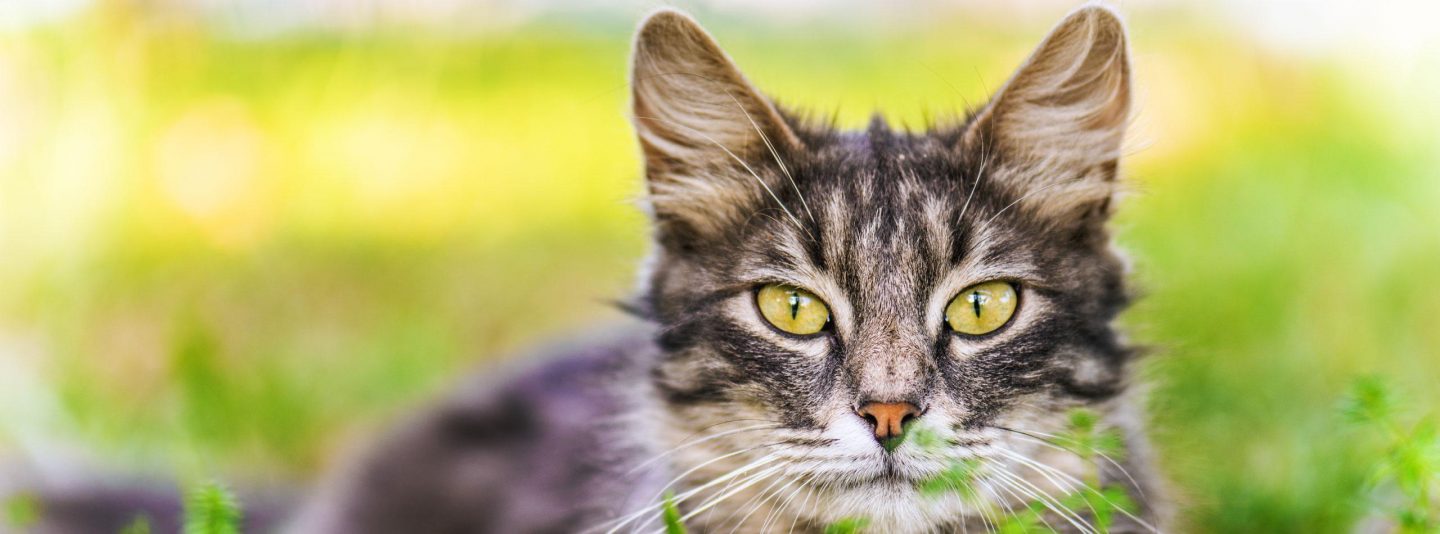 cat staring at camera
