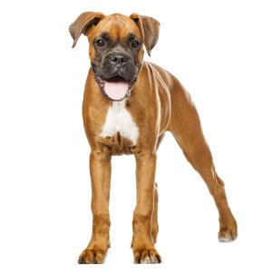 large standing puppy