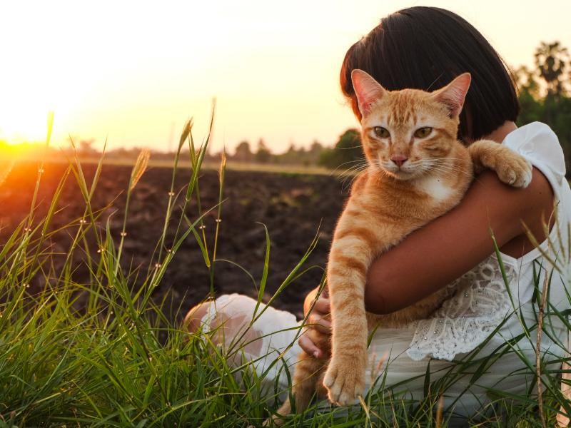 tlc difference - cat