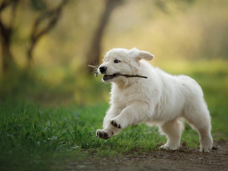 tlc difference - puppy