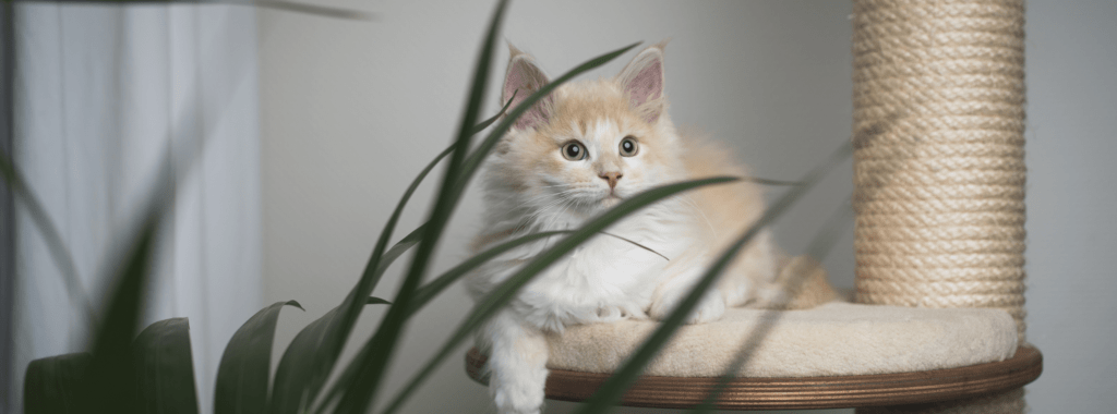 cat laying on scratching post
