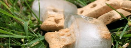 Dog treat frozen in ice