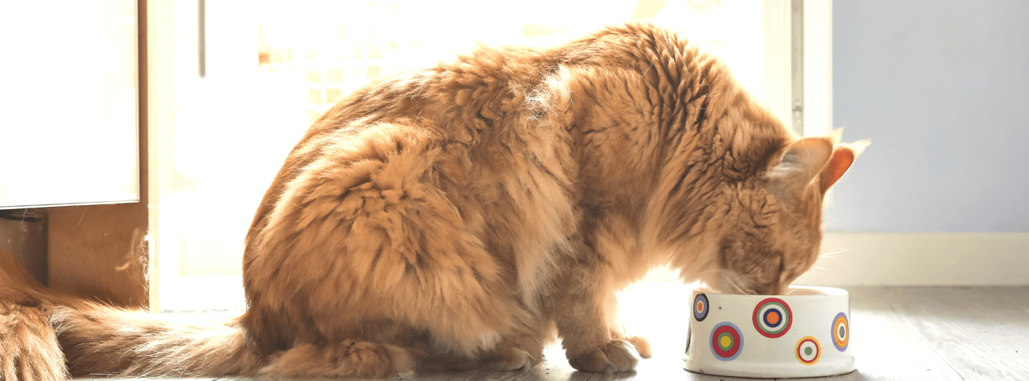 orange cat eating from food dish