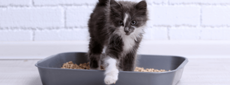 kitten in litter box