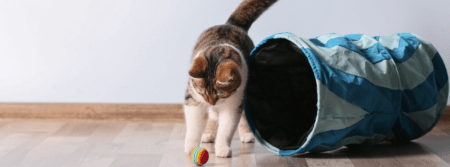 cat playing with ball