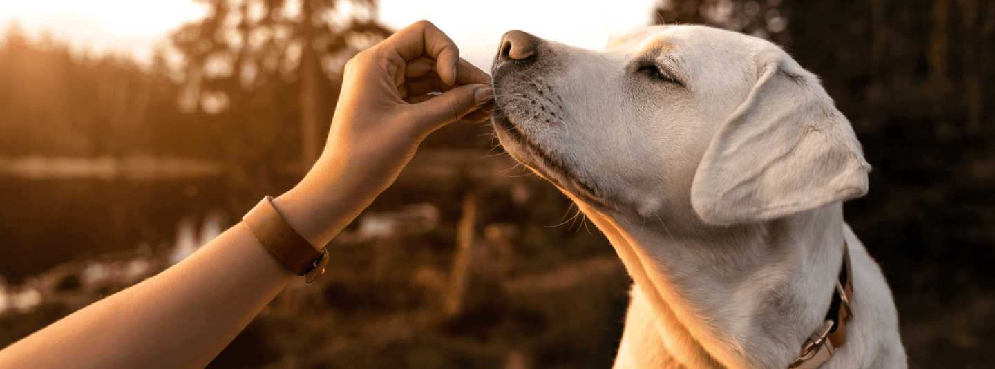 dog receiving treat