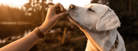 dog receiving treat