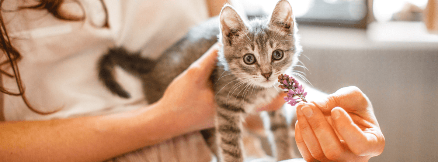 kitten with flower