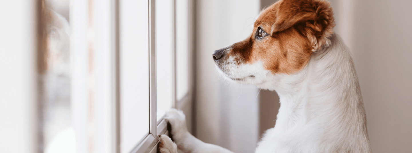dog looking out of window
